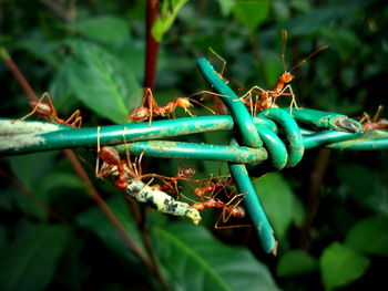 Close-up of insect on plant