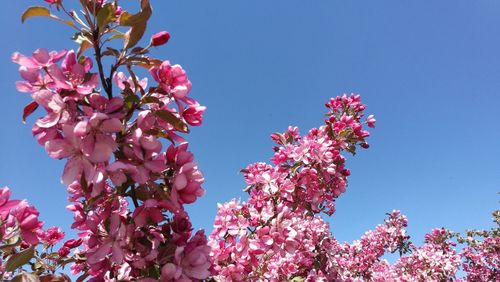 Low angle view of pink flowers blooming on tree