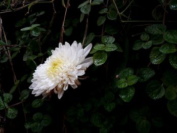 Close-up of white flowering plant