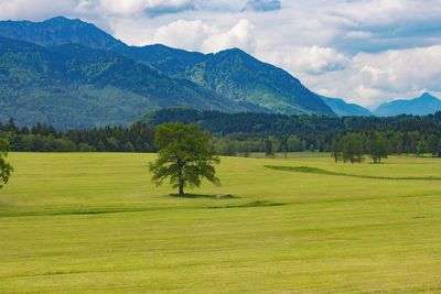 Scenic view of trees on field against mountains