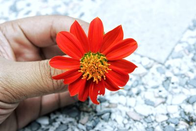 Close-up of hand holding red flower