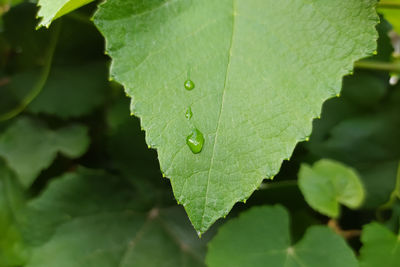 Close-up of raindrops on leaves