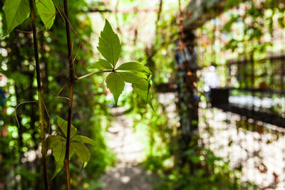 Close-up of leaves against blurred background