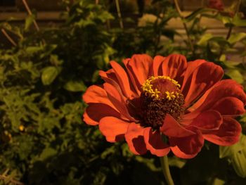 Close-up of orange flower blooming outdoors