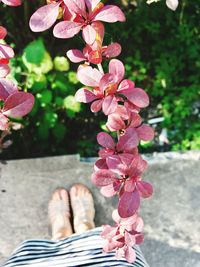 Low section of man with pink flowers