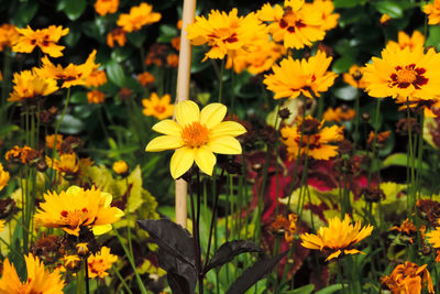 Close-up of yellow flower