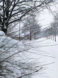 Bare trees on snow covered landscape