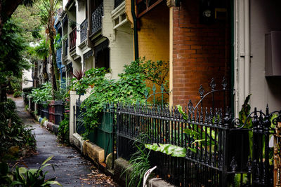 Plants against buildings