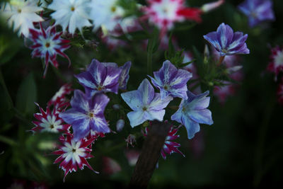 Close-up of purple flowering plants