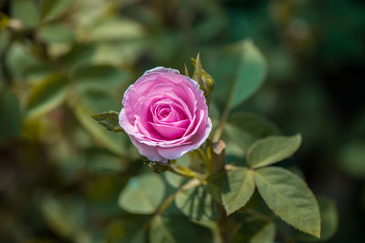 Close-up of pink rose