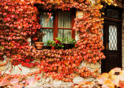 Red flowers on window