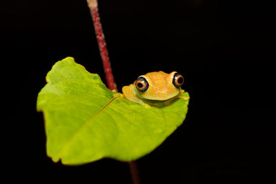 Close-up of frog on leaf