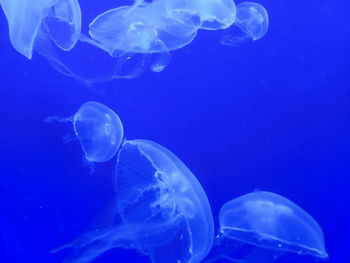 Jellyfish swimming in sea