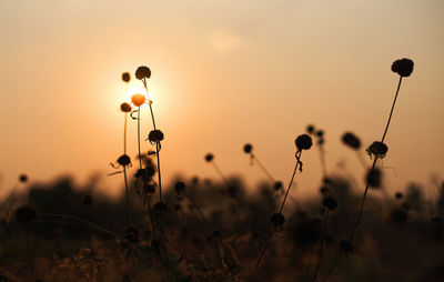 Close-up of silhouette plants on field against sky during sunset