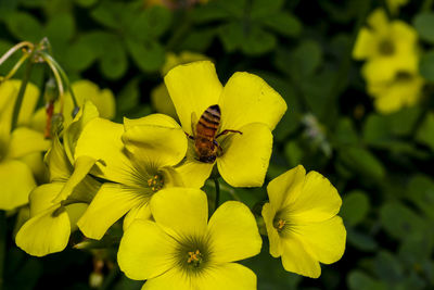 Close-up of insect on yellow flower