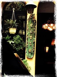 Potted plants in the dark