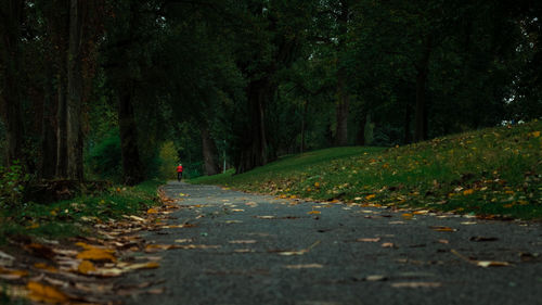 Road amidst trees in forest during autumn