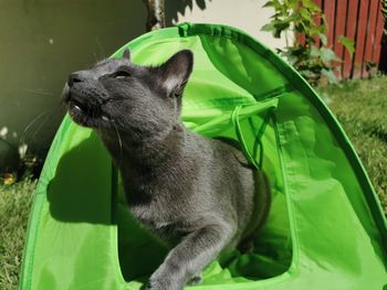 Close-up of a cat