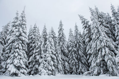 Snow covered trees against sky