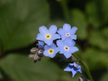 Close-up of purple flowers