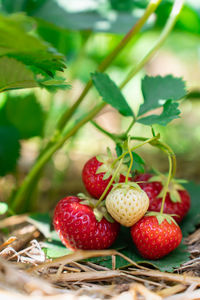 Close-up of strawberries