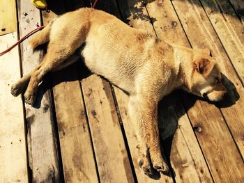 High angle view of dog sleeping on wooden floor