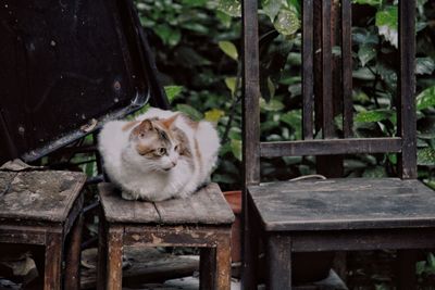 Cat sitting on bench