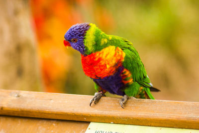 Close-up of parrot perching on wood