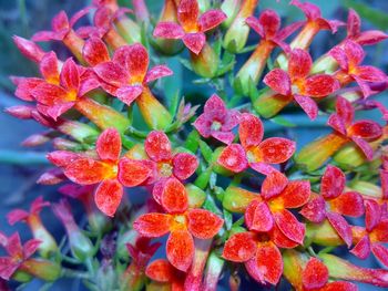 Close-up of red flowers
