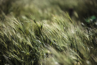 Close-up of wheat growing on field