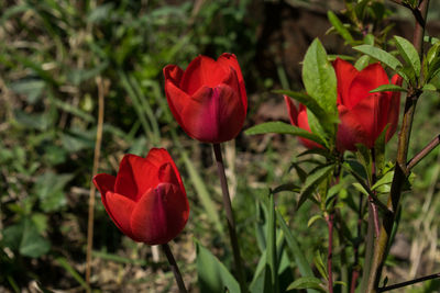 Close-up of red flowering plant