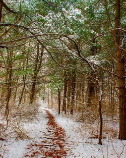 Footpath amidst trees in forest during winter