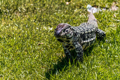 View of a turtle on field