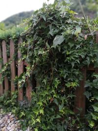 Close-up of ivy growing on tree in yard