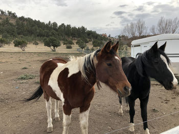 Horses standing in ranch