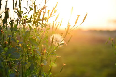 Close-up of flowering plant on field against sky