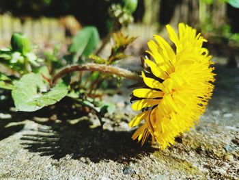 Close-up of yellow flowering plant