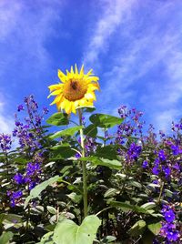 Close-up of purple flowers blooming in field