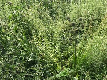 Full frame shot of green plants on field