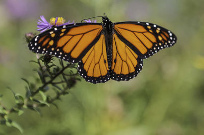 Close-up of butterfly pollinating on flower