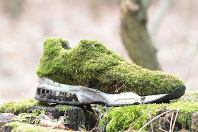 Close-up of moss sneaker saucony on wood 