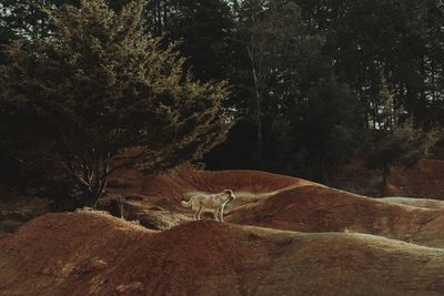 View of deer in forest