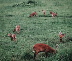 Horses grazing in field