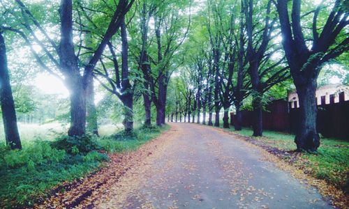 Narrow walkway along trees