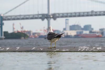 Seagull perching on a bird