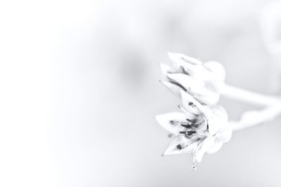 Close-up of white flowers