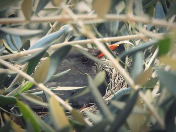 Close-up of bird on grass