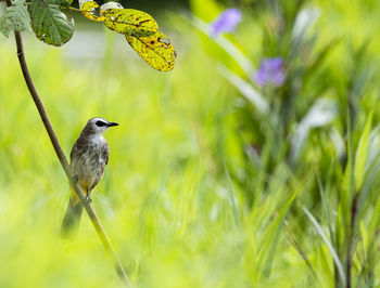 Bird perching on a plant