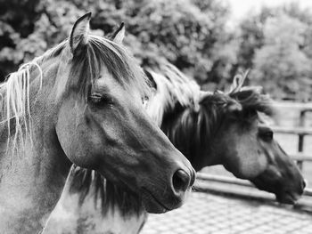 Close-up of horses outdoors