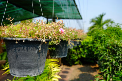 Close-up of potted plant hanging in pot